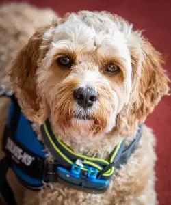 Frequently asked Questions (FAQs) 2 Winston, comfort dog for property claim clients